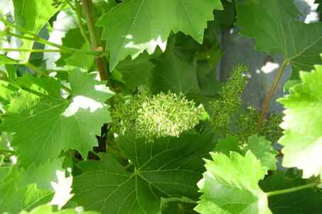 Weinblüte