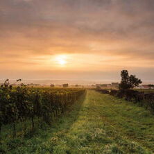 Sonnenuntergang Weinberge Mörbisch