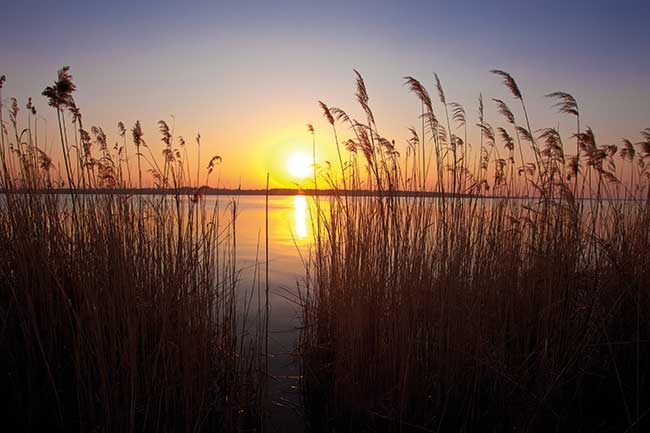 Schilf mit untergehender Abendsonne