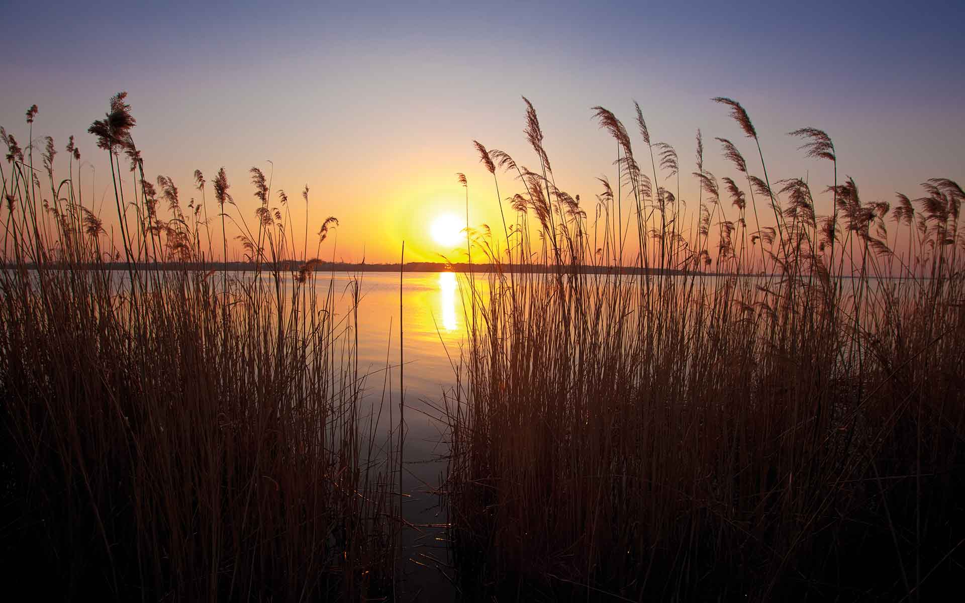 Schilf mit untergehender Abendsonne