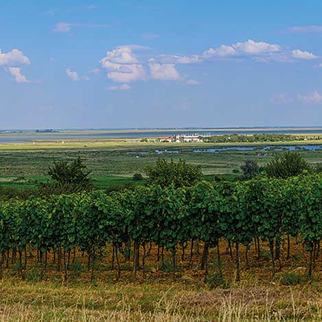 Weingarten mit Blick auf Seebühne Mörbisch