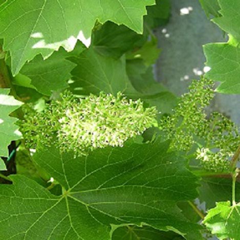 Weinblüte