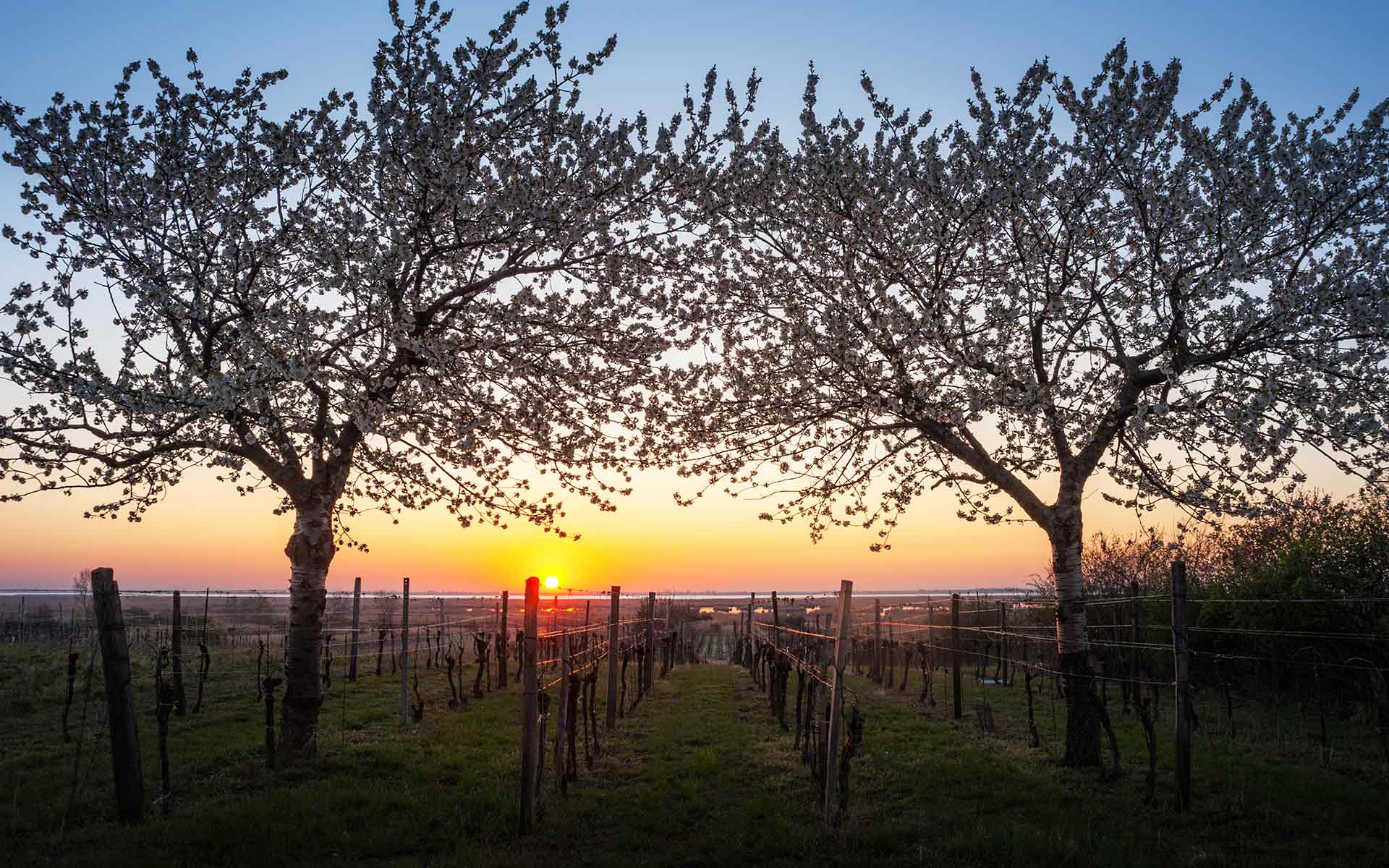 Sonnenaufgang in Mörbisch am See